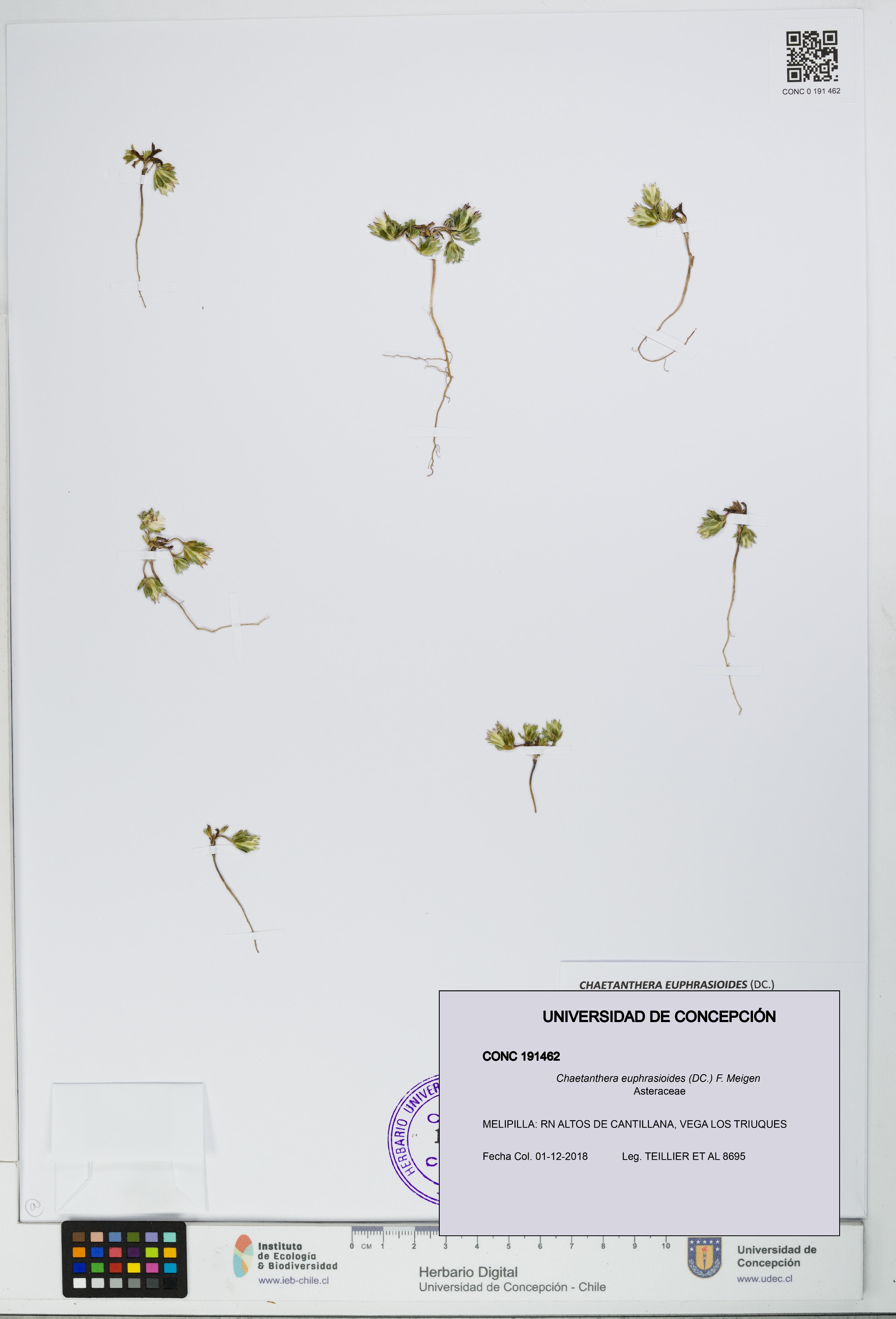 Chaetanthera euphrasioides [Espécimen: UDEC:CONC:0191462]