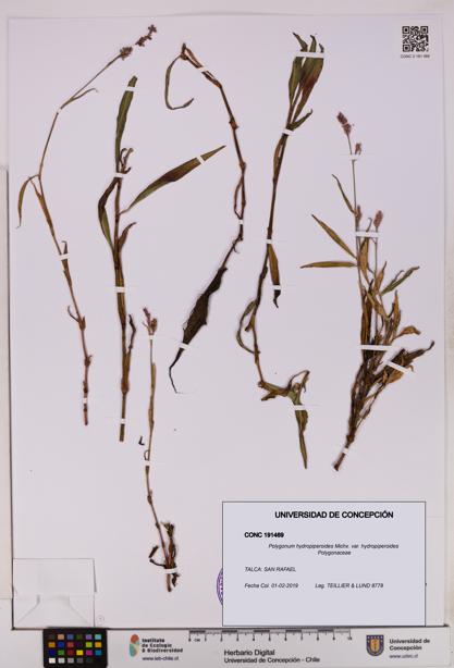 Polygonum hydropiperoides var. hydropiperoides [Espécimen: UDEC:CONC:0191469]