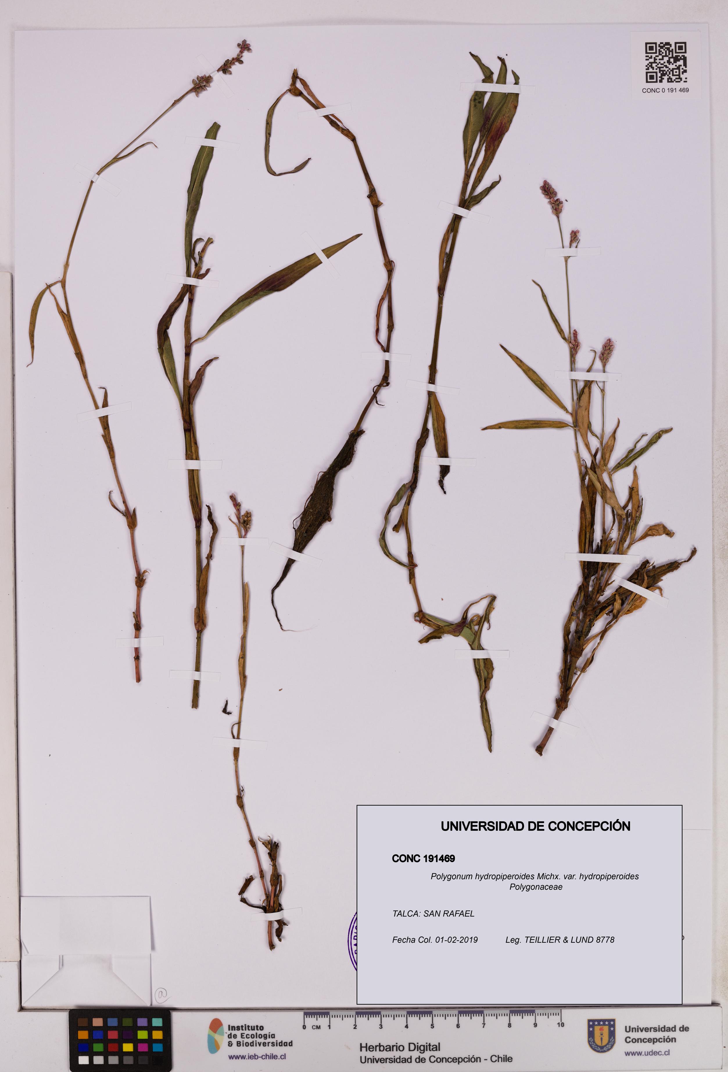 Polygonum hydropiperoides var. hydropiperoides [Espécimen: UDEC:CONC:0191469]