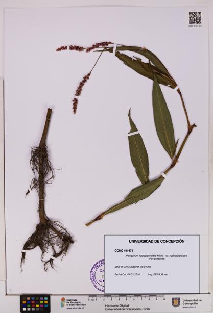 Polygonum hydropiperoides var. hydropiperoides [Espécimen: UDEC:CONC:0191471]