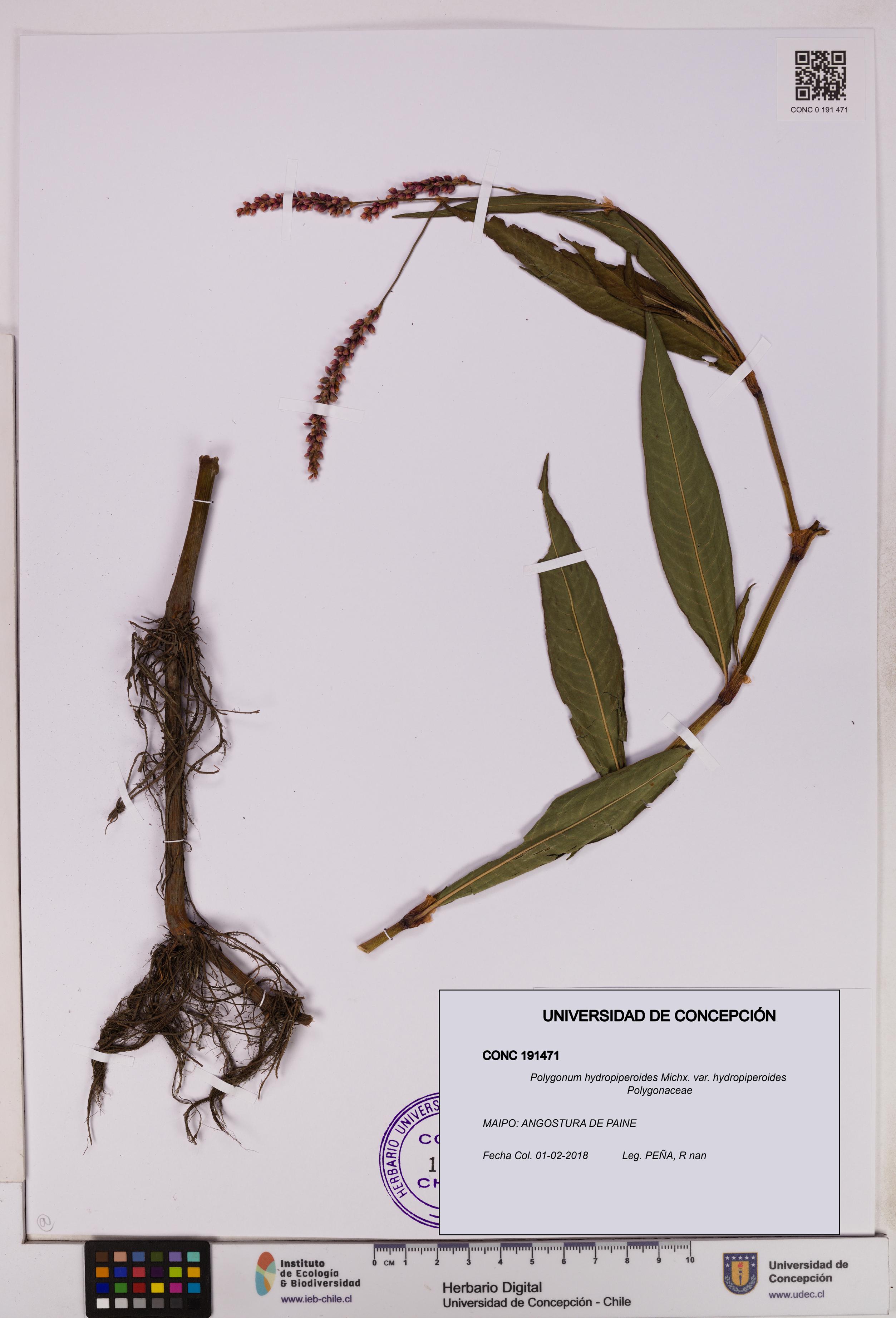Polygonum hydropiperoides var. hydropiperoides [Espécimen: UDEC:CONC:0191471]