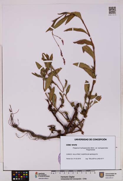 Polygonum hydropiperoides var. hydropiperoides [Espécimen: UDEC:CONC:0191472]