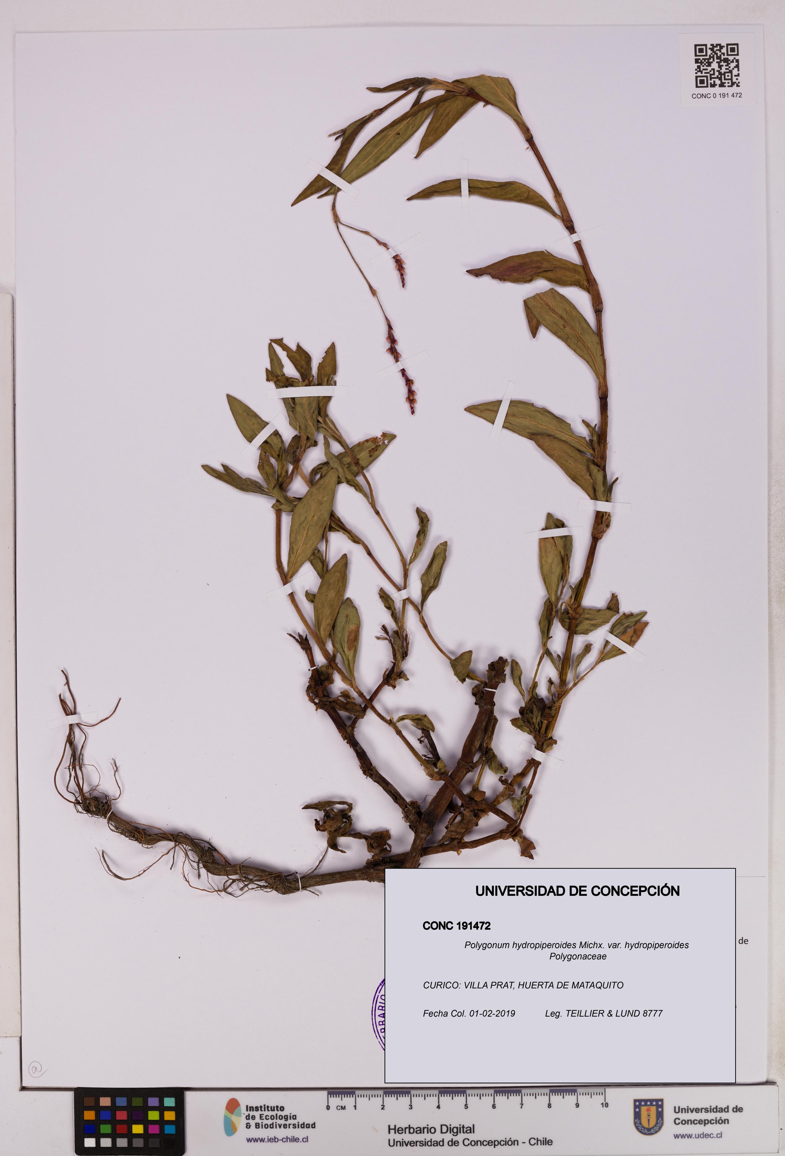 Polygonum hydropiperoides var. hydropiperoides [Espécimen: UDEC:CONC:0191472]