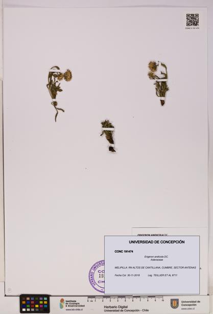 Erigeron andicola [Espécimen: UDEC:CONC:0191474]