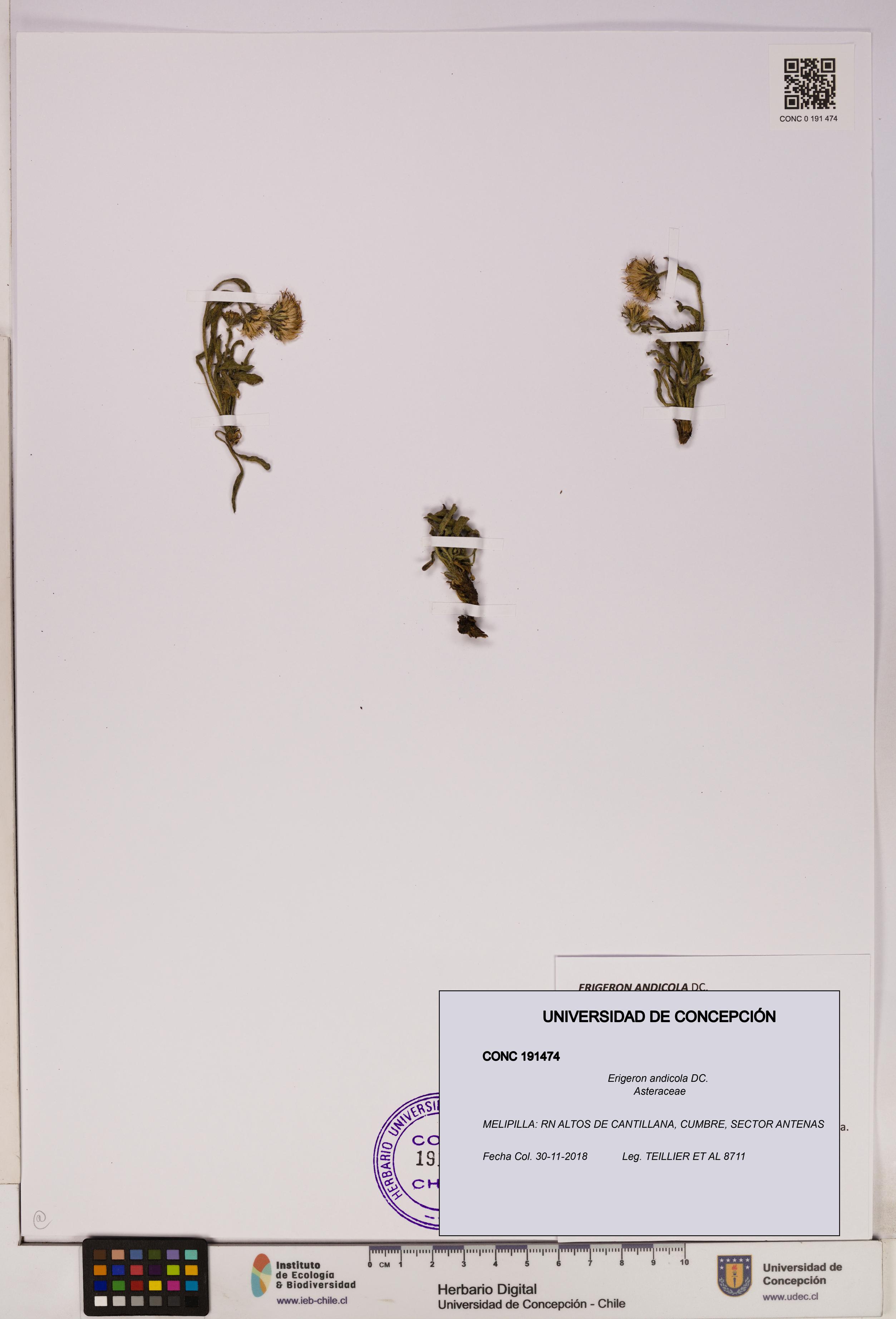 Erigeron andicola [Espécimen: UDEC:CONC:0191474]