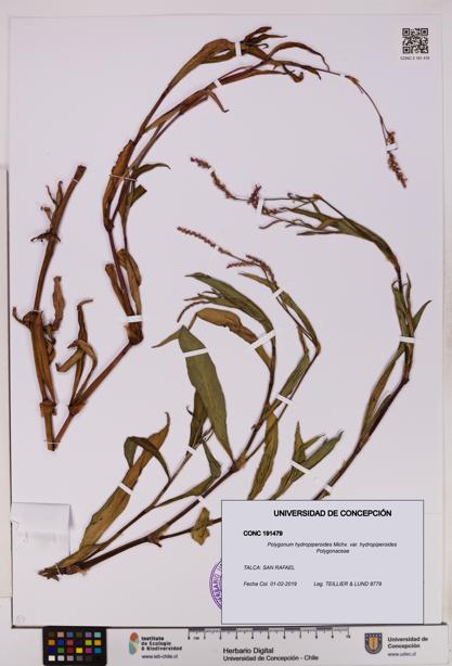 Polygonum hydropiperoides var. hydropiperoides [Espécimen: UDEC:CONC:0191479]