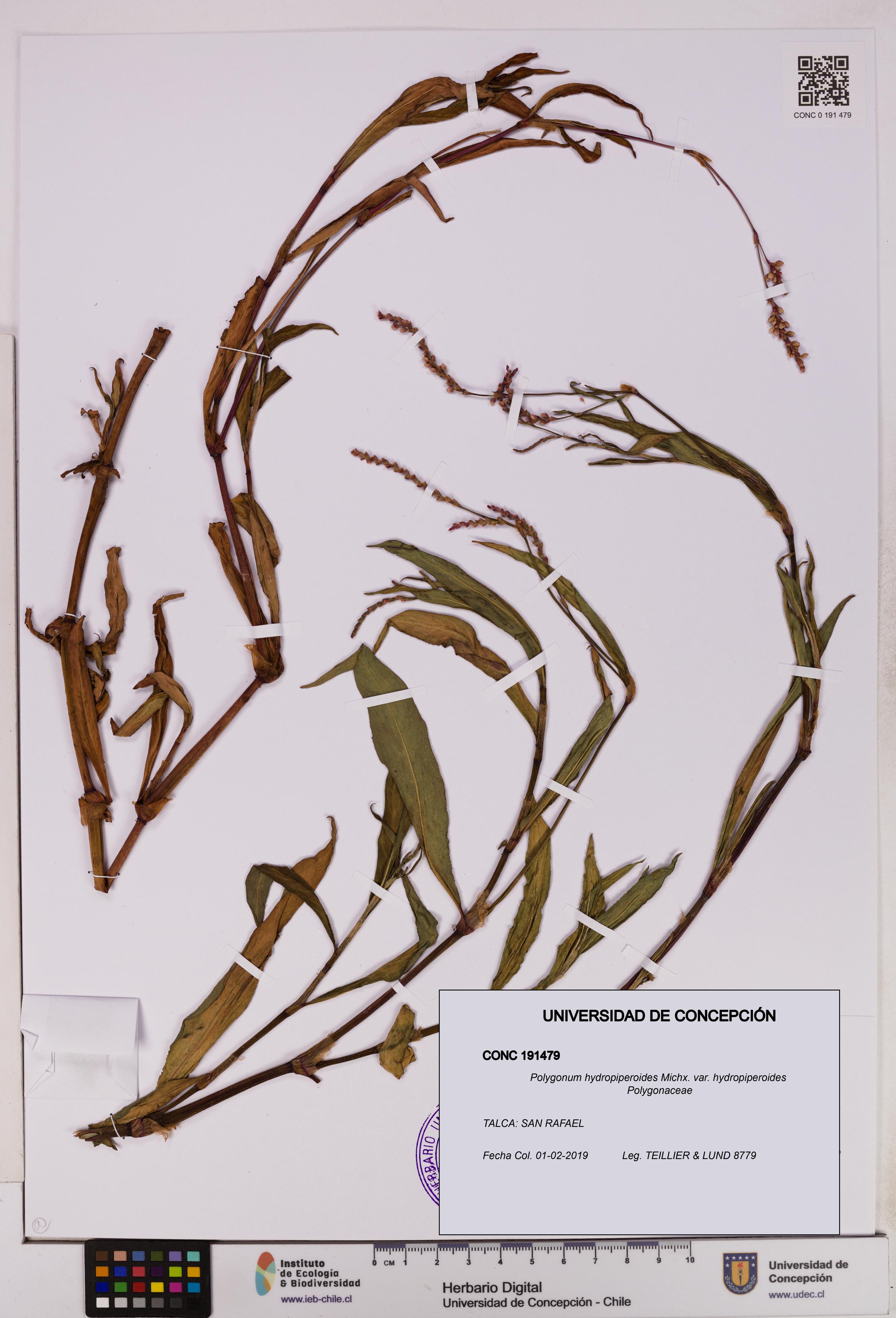 Polygonum hydropiperoides var. hydropiperoides [Espécimen: UDEC:CONC:0191479]