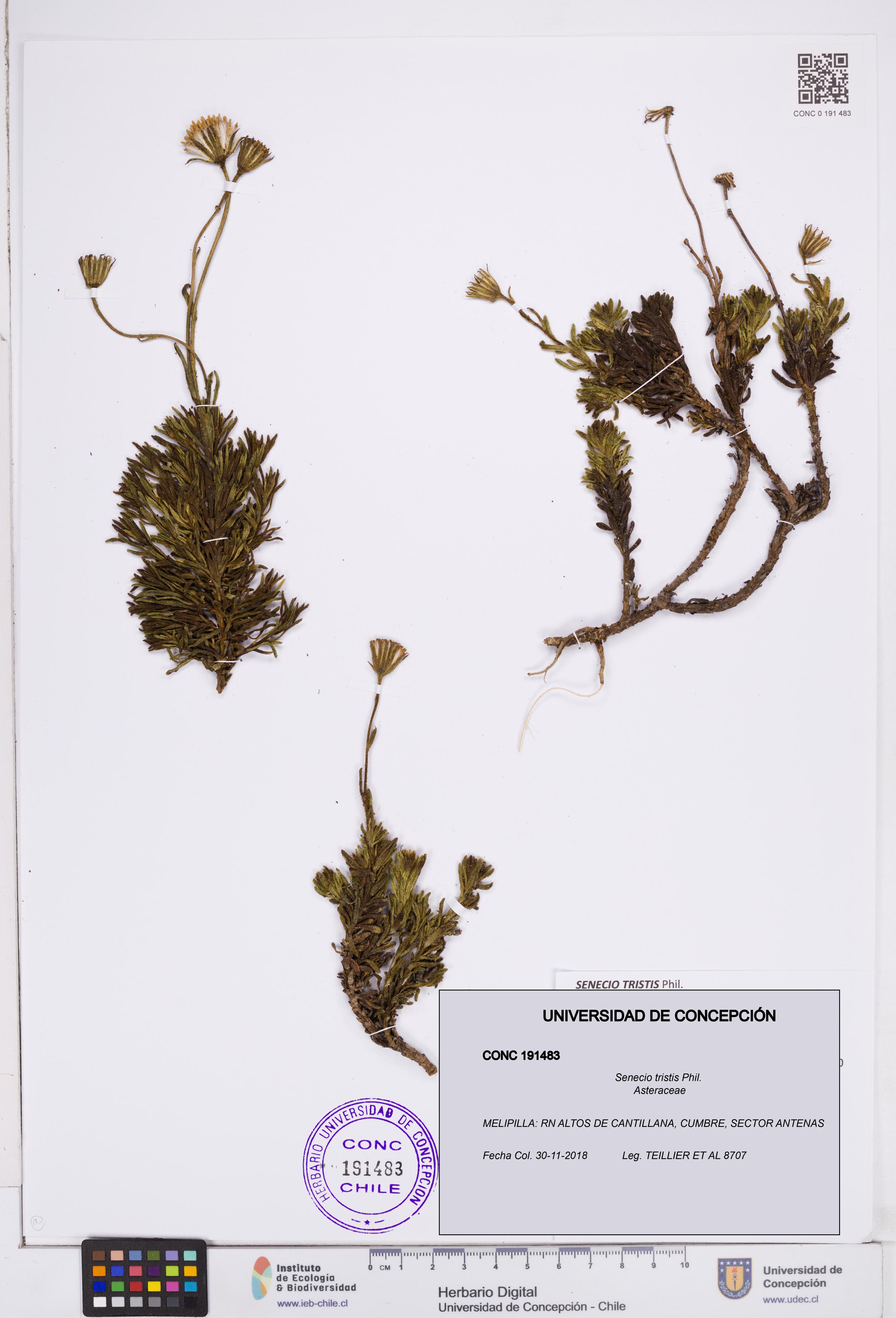 Senecio tristis [Espécimen: ]