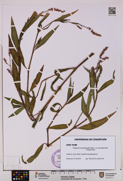 Polygonum hydropiperoides var. hydropiperoides [Espécimen: UDEC:CONC:0191489]
