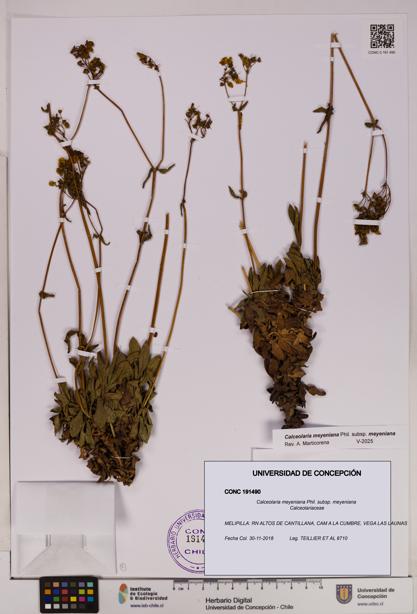 Calceolaria meyeniana subsp. meyeniana [Espécimen: UDEC:CONC:0191490]
