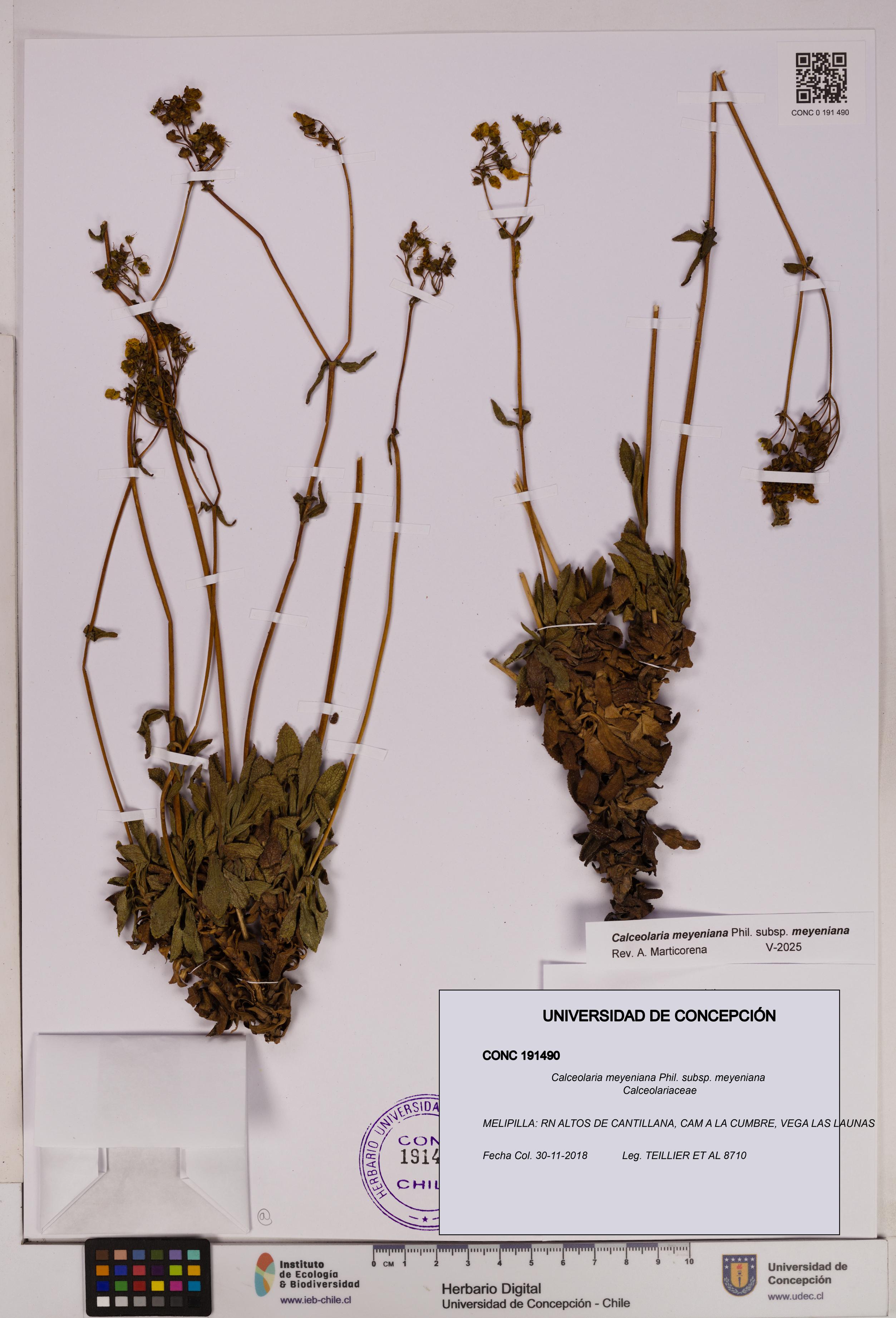 Calceolaria meyeniana subsp. meyeniana [Espécimen: UDEC:CONC:0191490]