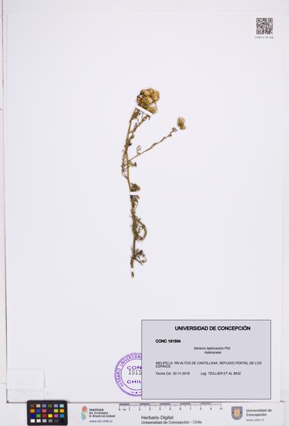 Senecio leptocaulos [Espécimen: ]