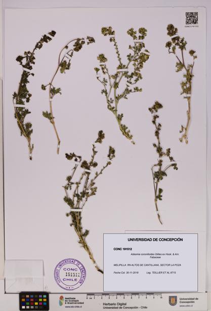 Adesmia coronilloides [Espécimen: UDEC:CONC:0191512]