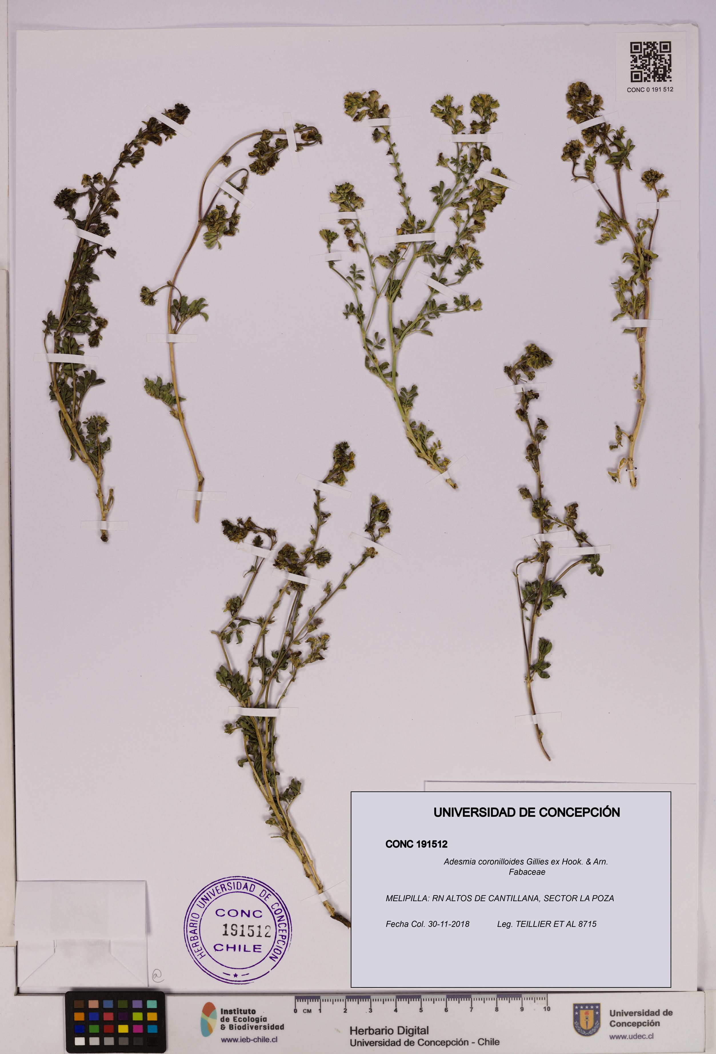 Adesmia coronilloides [Espécimen: UDEC:CONC:0191512]