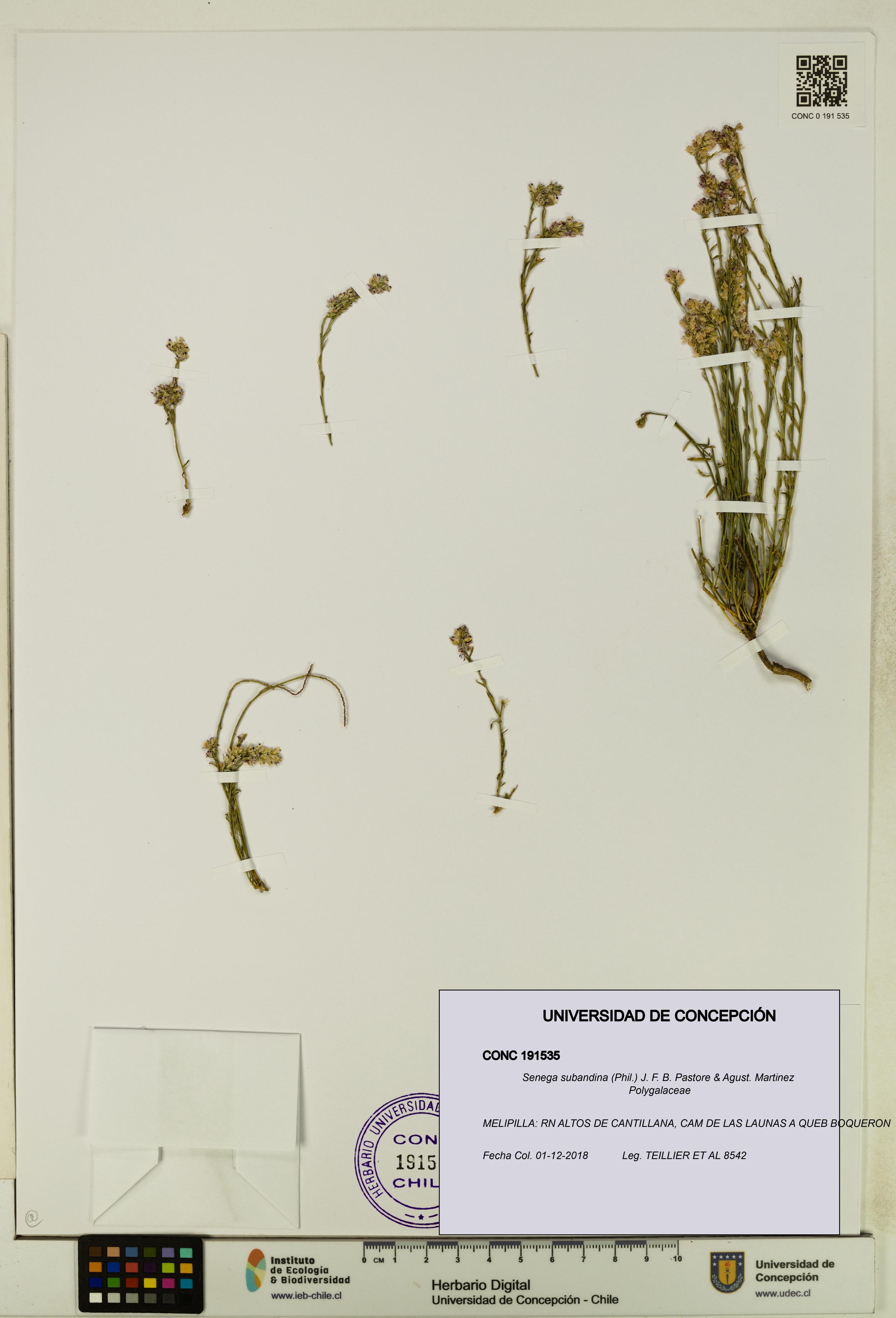 Senega subandina [Espécimen: UDEC:CONC:0191535]