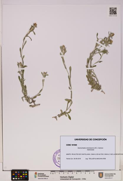 Gamochaeta chamissonis [Espécimen: UDEC:CONC:0191540]