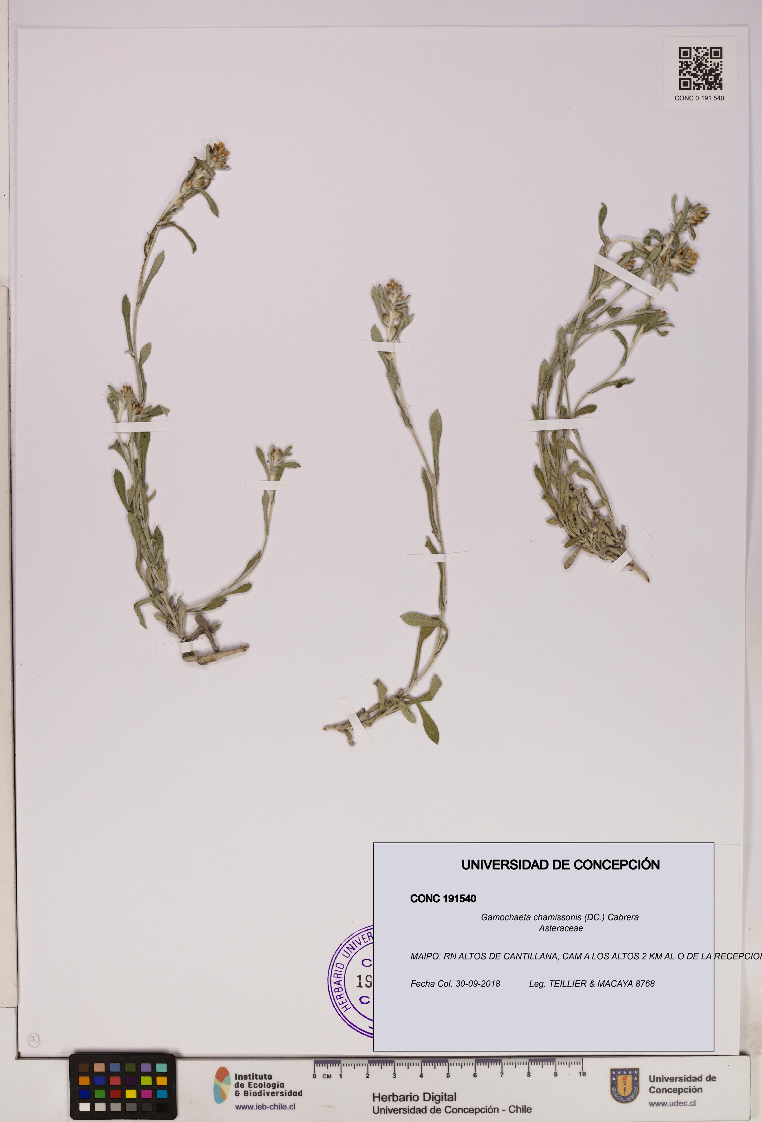 Gamochaeta chamissonis [Espécimen: UDEC:CONC:0191540]