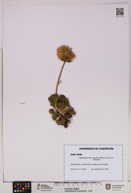 Haplopappus macrocephalus [Espécimen: UDEC:CONC:0191546]