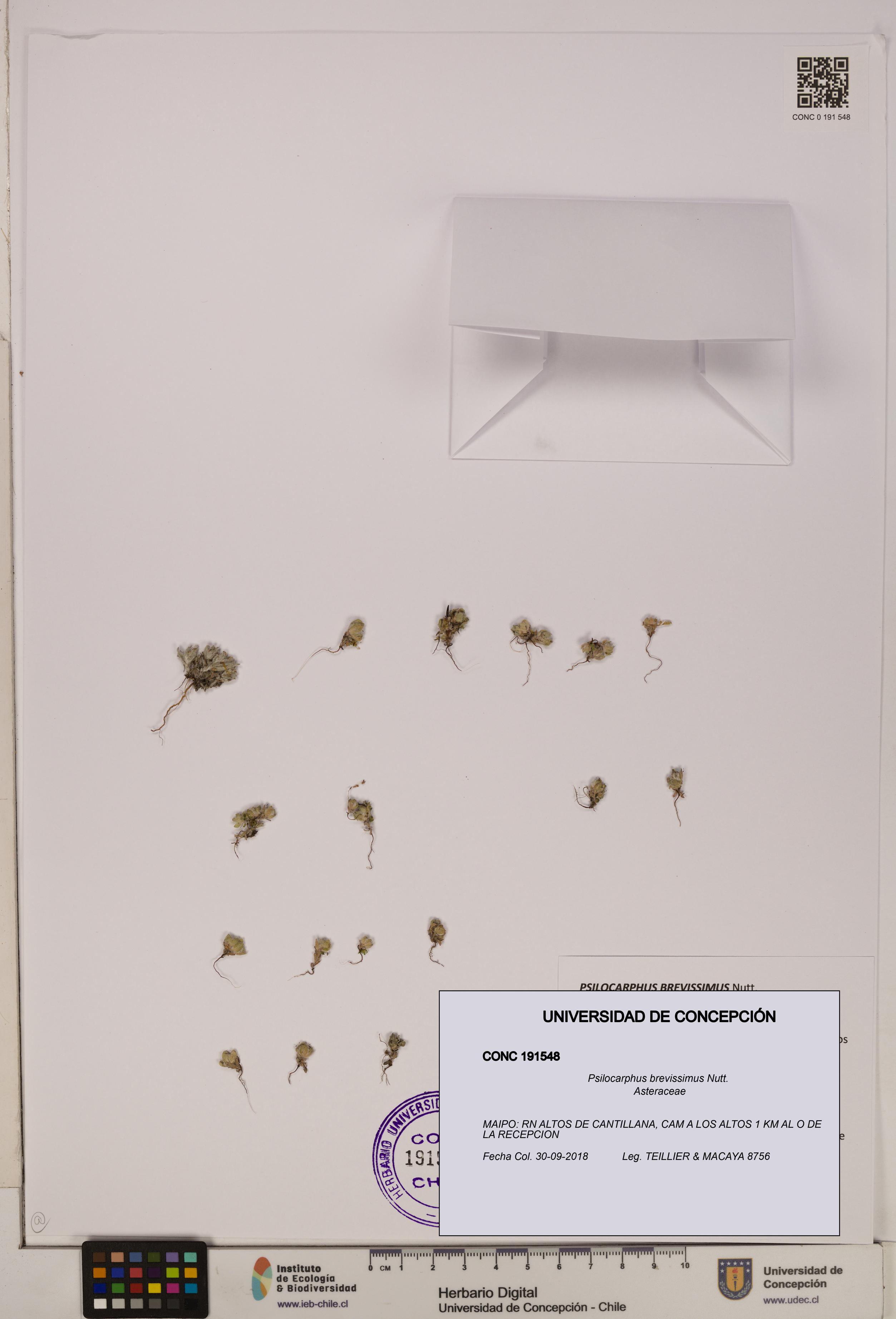 Psilocarphus brevissimus [Espécimen: ]