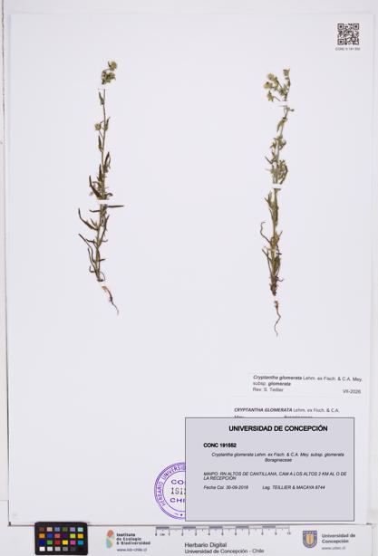 Cryptantha glomerata subsp. glomerata [Espécimen: ]