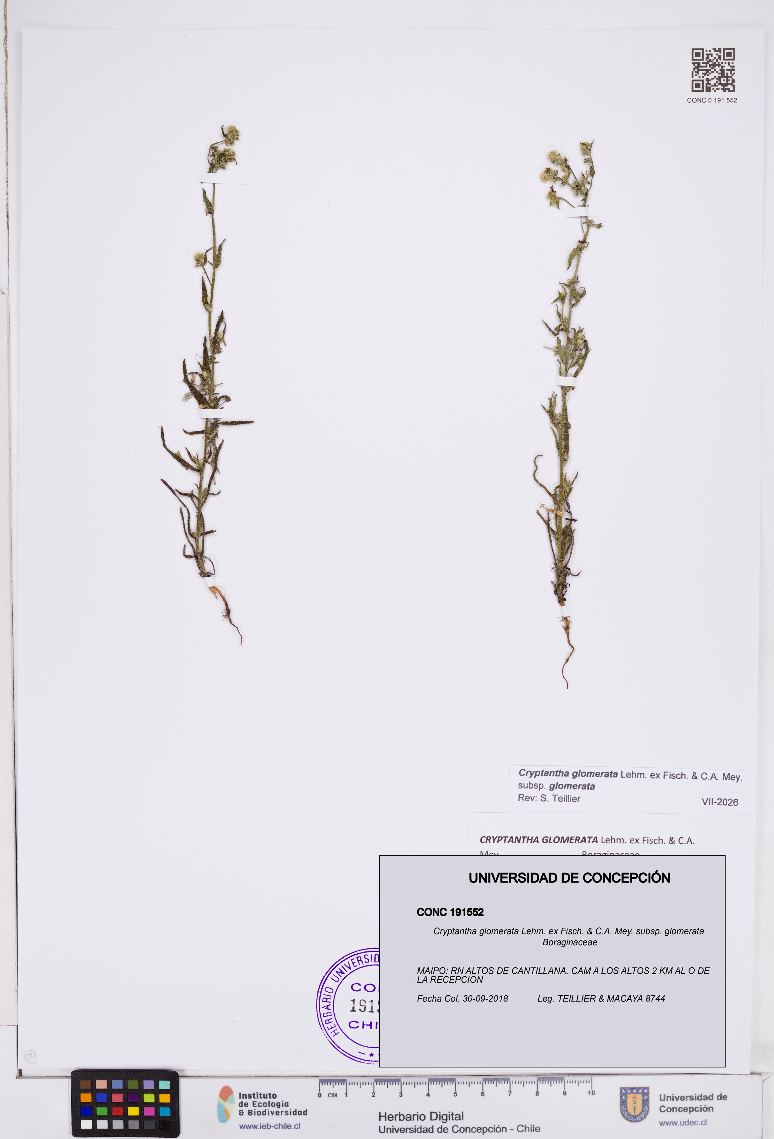 Cryptantha glomerata subsp. glomerata [Espécimen: ]