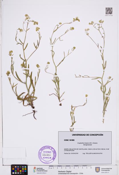 Cryptantha linearis [Espécimen: ]