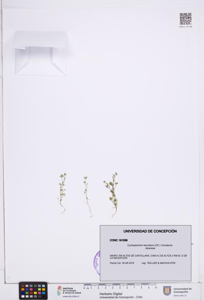 Cyclospermum laciniatum [Espécimen: ]