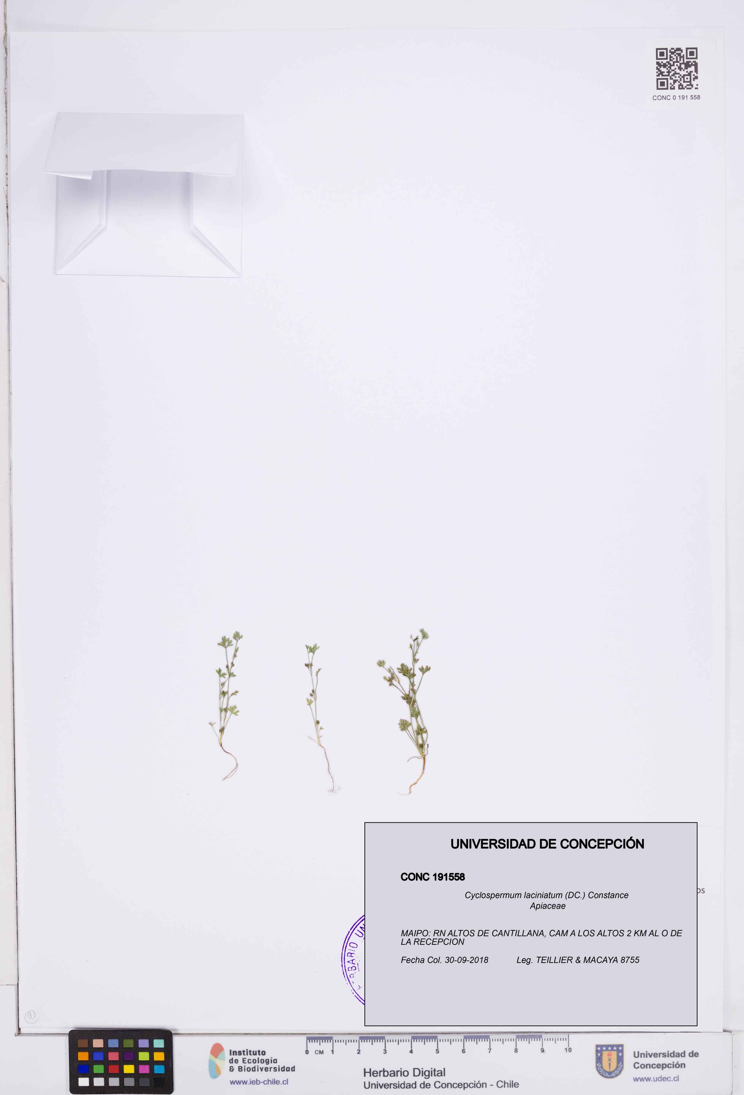 Cyclospermum laciniatum [Espécimen: ]