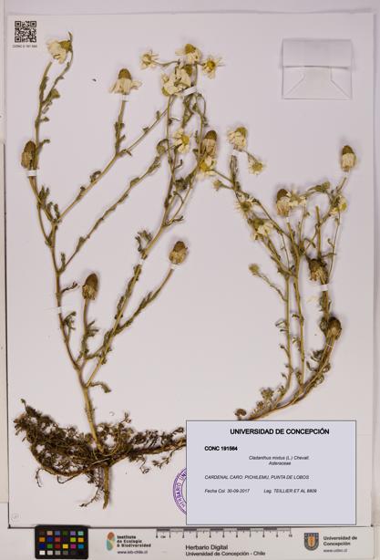 Cladanthus mixtus [Espécimen: UDEC:CONC:0191564]