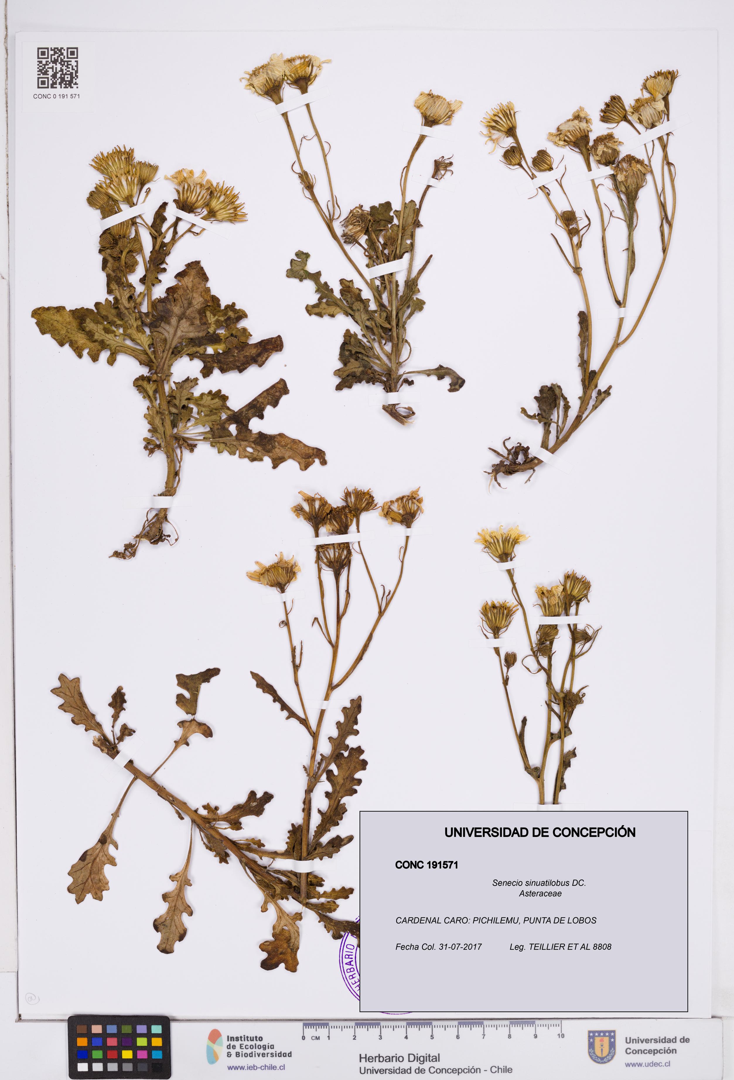 Senecio sinuatilobus [Espécimen: ]