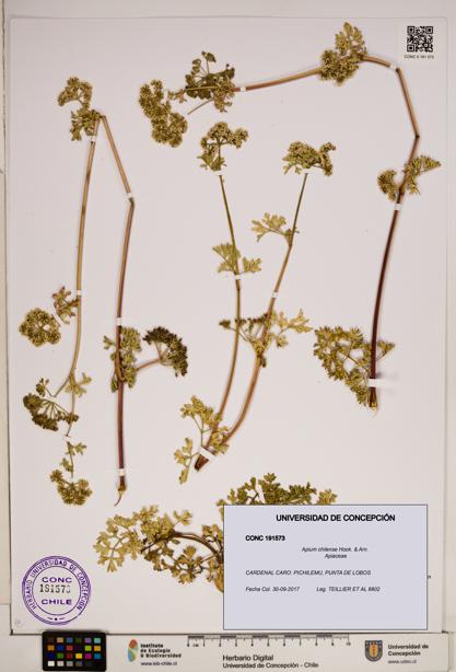 Apium chilense [Espécimen: ]