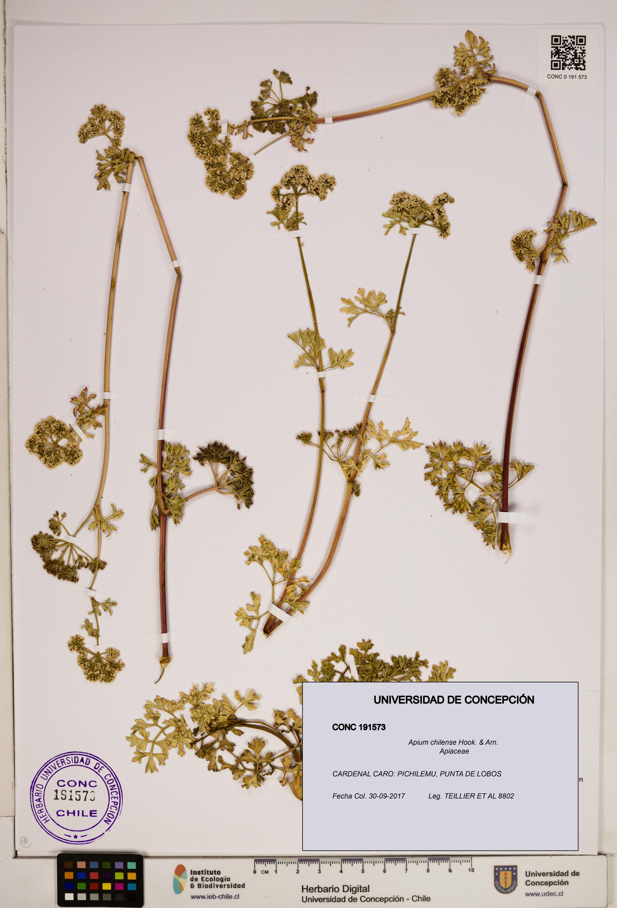 Apium chilense [Espécimen: ]