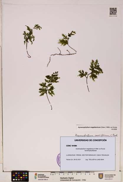 Hymenophyllum magellanicum [Espécimen: ]