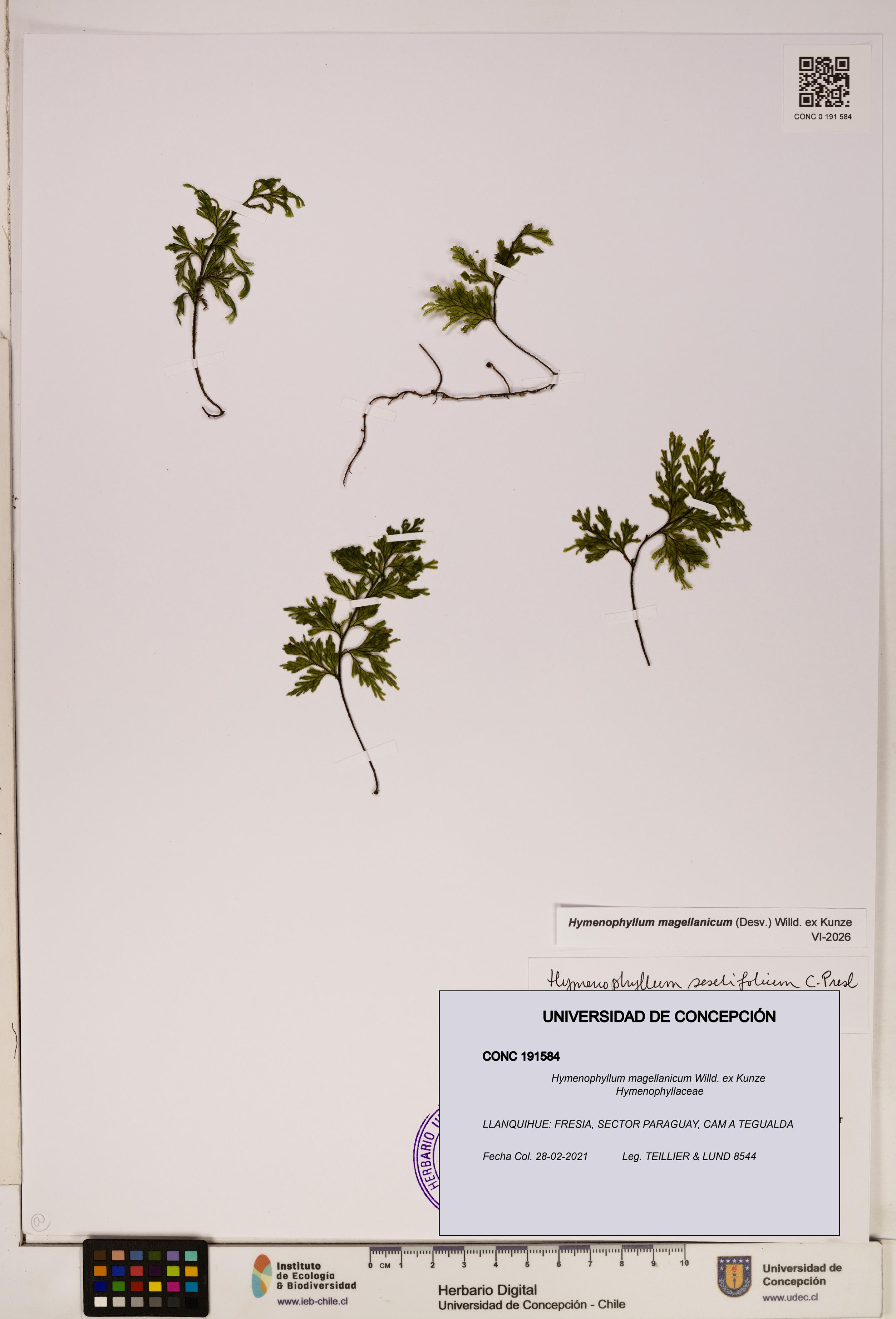 Hymenophyllum magellanicum [Espécimen: ]