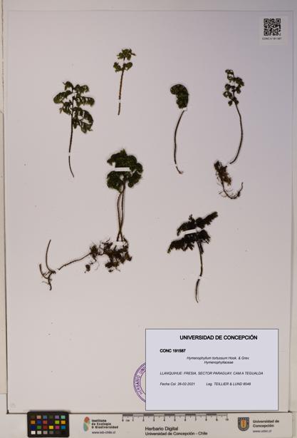 Hymenophyllum tortuosum [Espécimen: ]