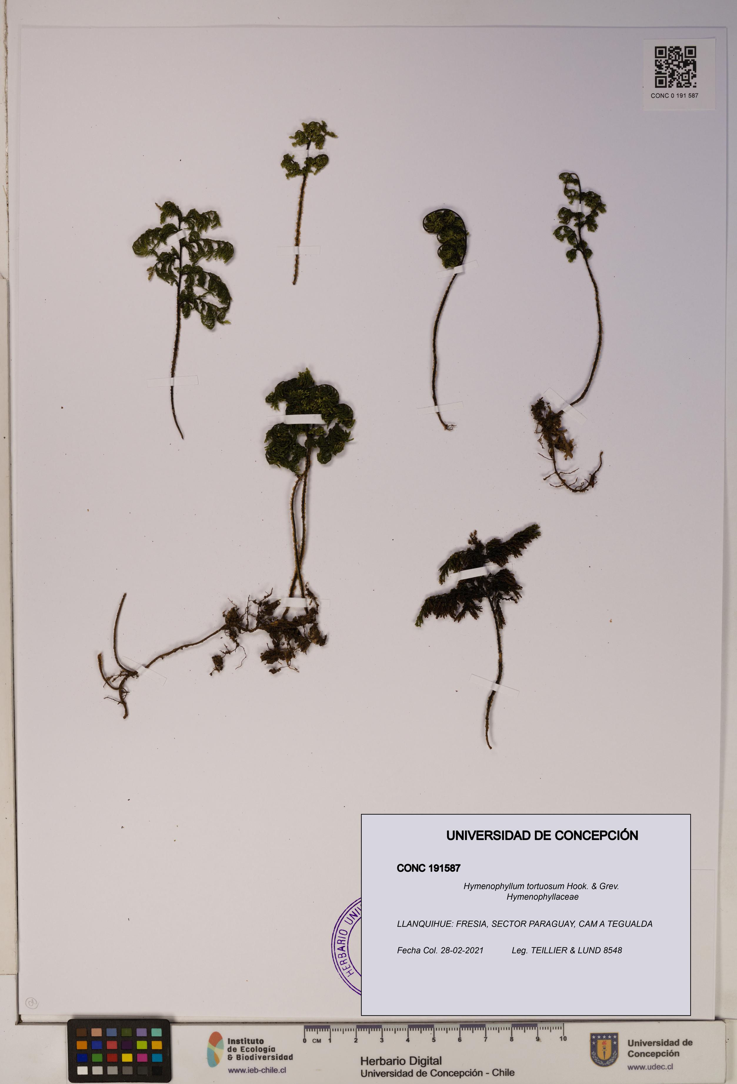 Hymenophyllum tortuosum [Espécimen: ]