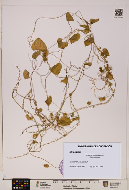 Dioscorea humifusa [Espécimen: ]