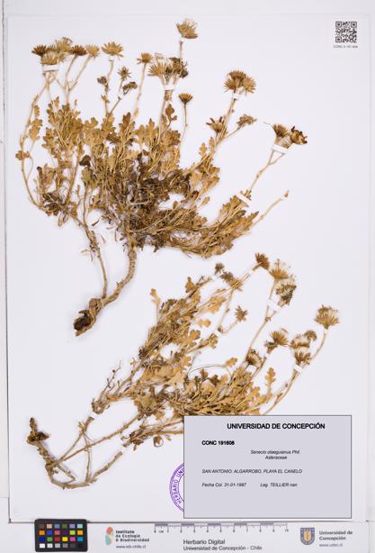 Senecio otaeguianus [Espécimen: ]