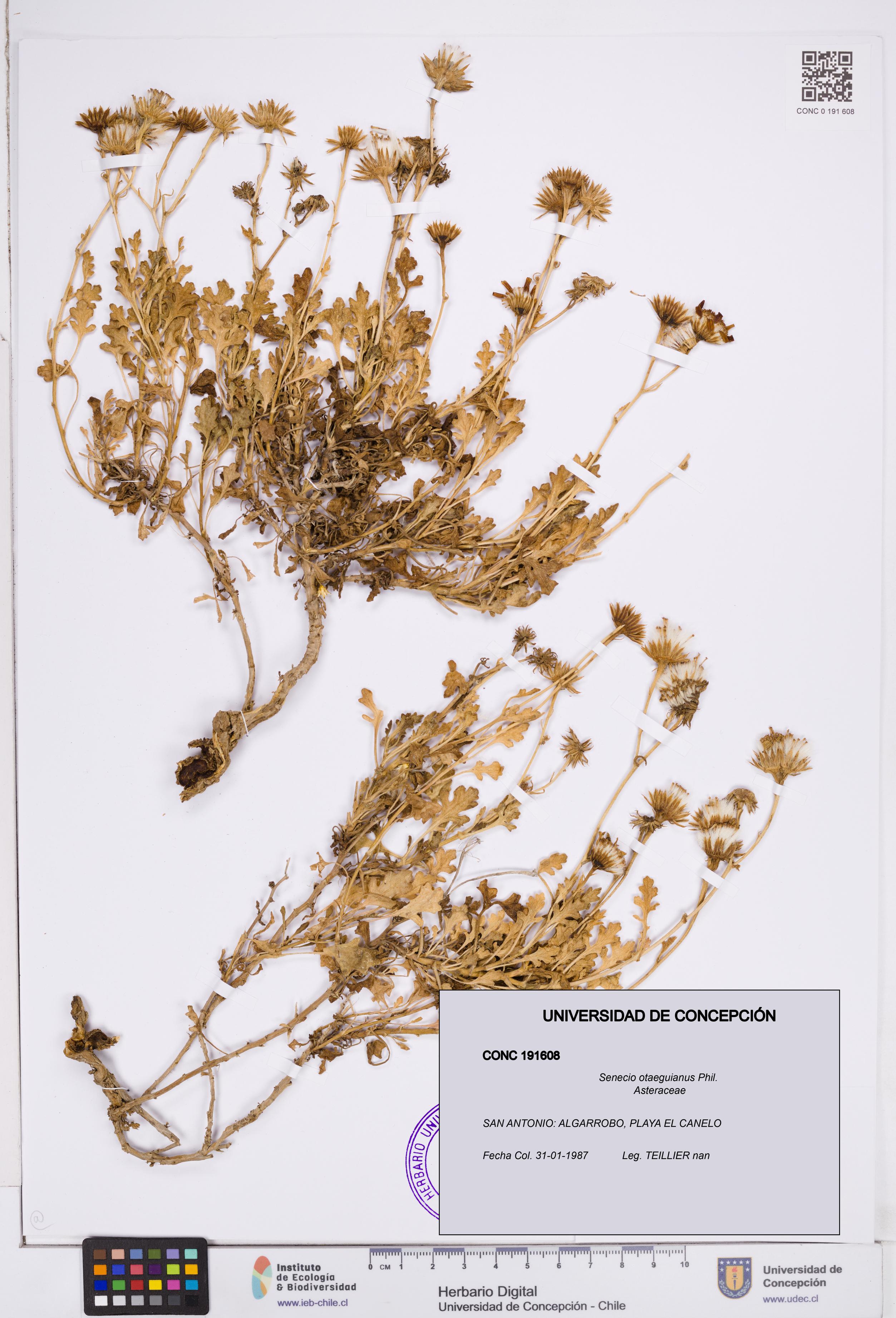 Senecio otaeguianus [Espécimen: ]