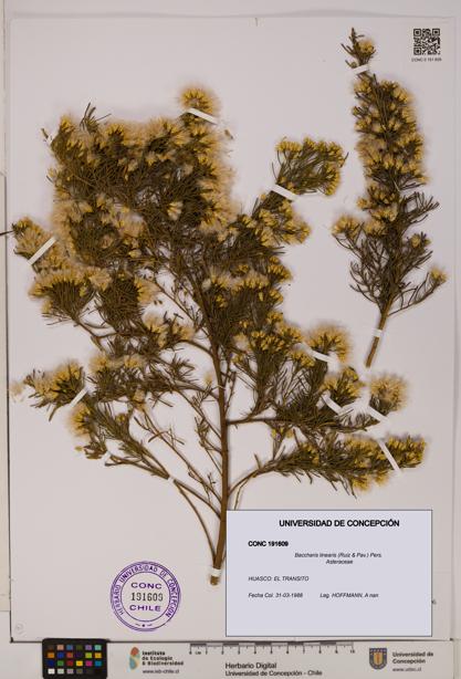 Baccharis linearis [Espécimen: UDEC:CONC:0191609]