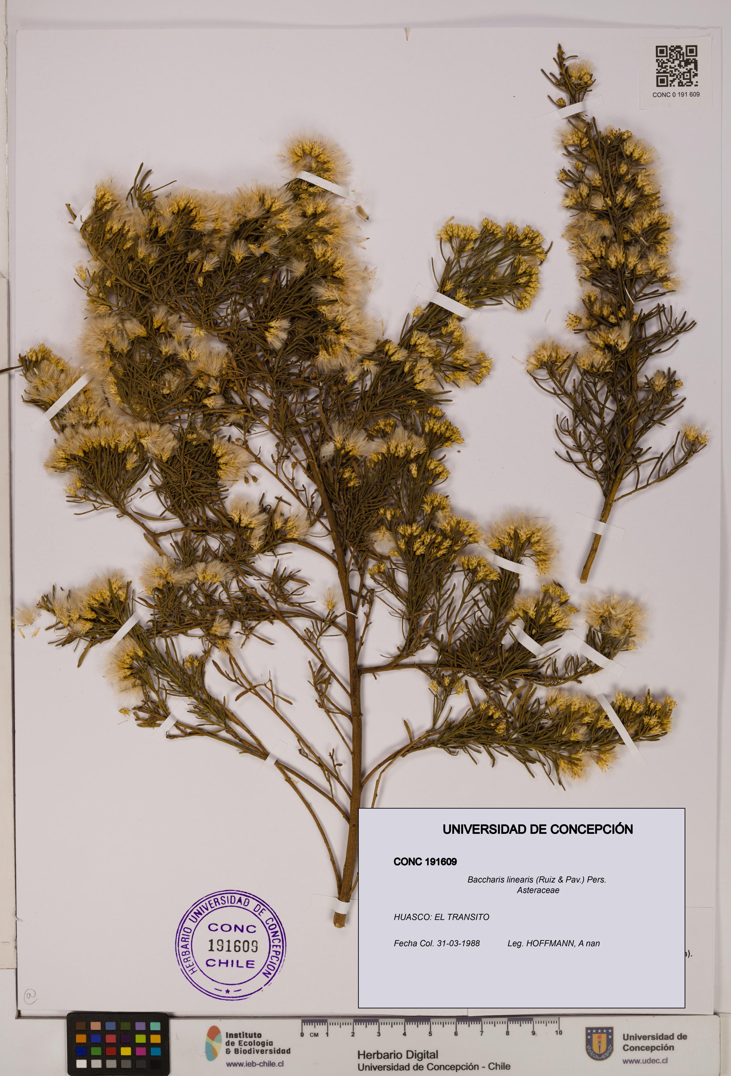 Baccharis linearis [Espécimen: UDEC:CONC:0191609]