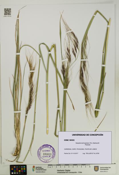 Nassella lachnophylla [Espécimen: UDEC:CONC:0191610]