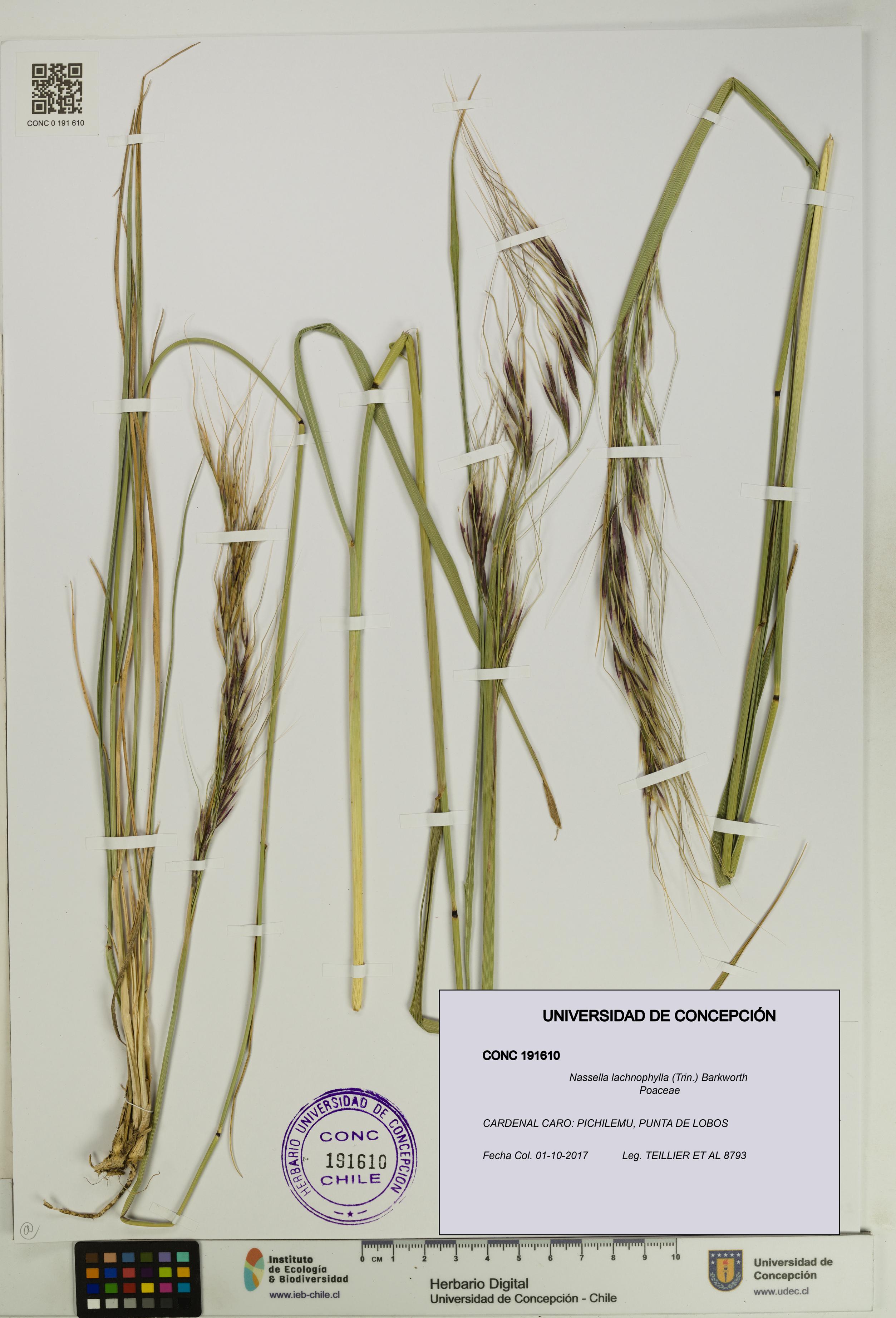 Nassella lachnophylla [Espécimen: UDEC:CONC:0191610]