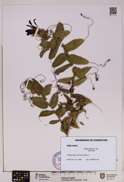 Mutisia latifolia [Espécimen: UDEC:CONC:0191612]