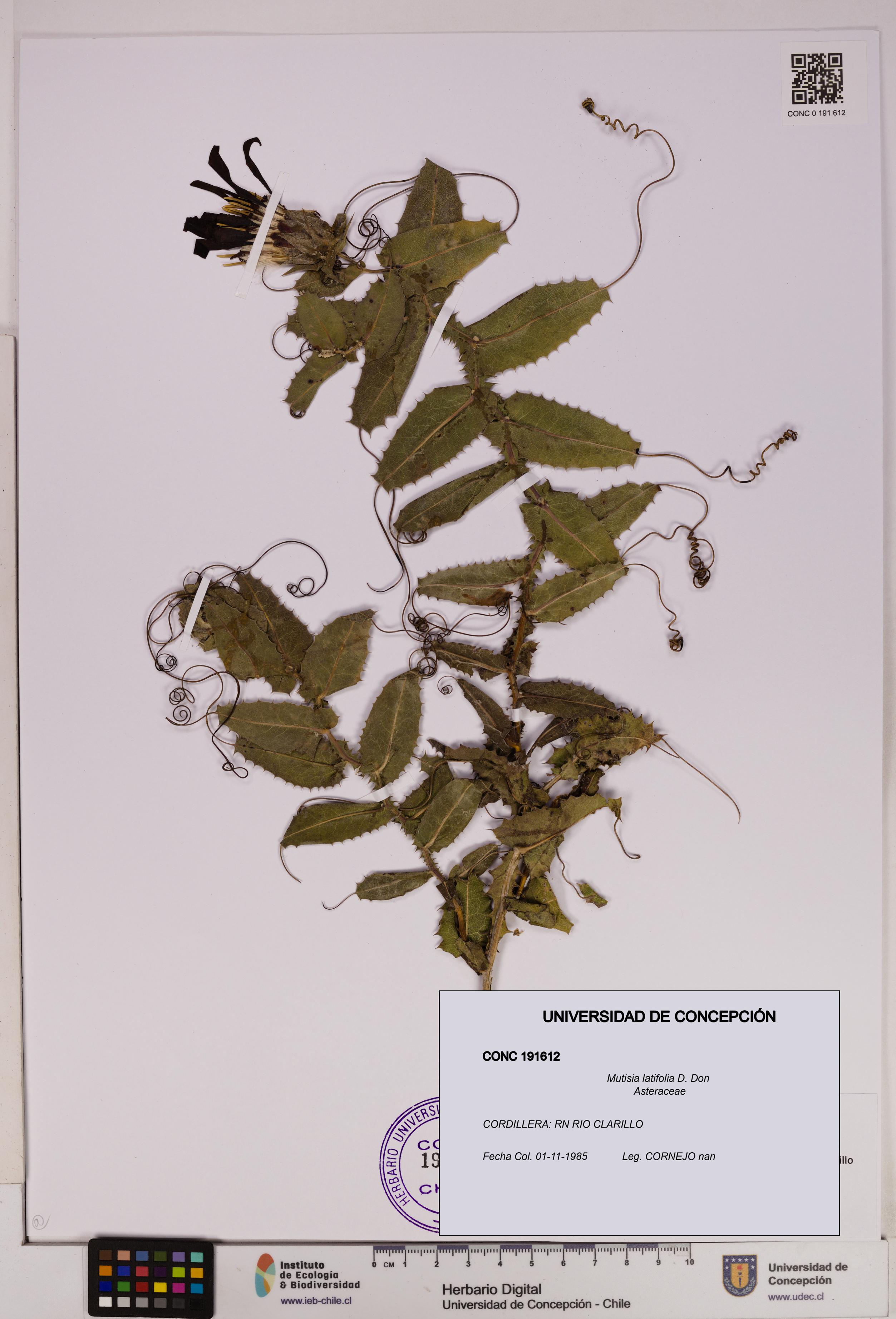 Mutisia latifolia [Espécimen: UDEC:CONC:0191612]