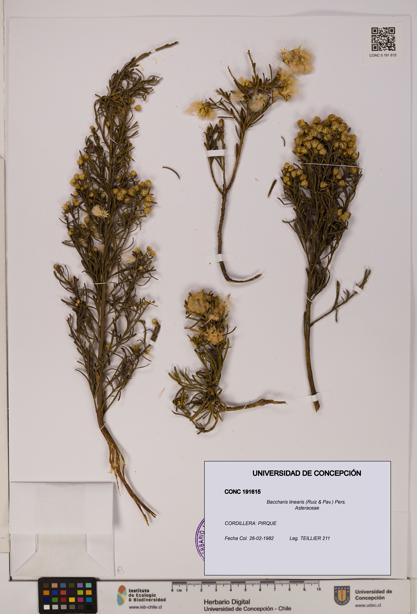 Baccharis linearis [Espécimen: UDEC:CONC:0191615]