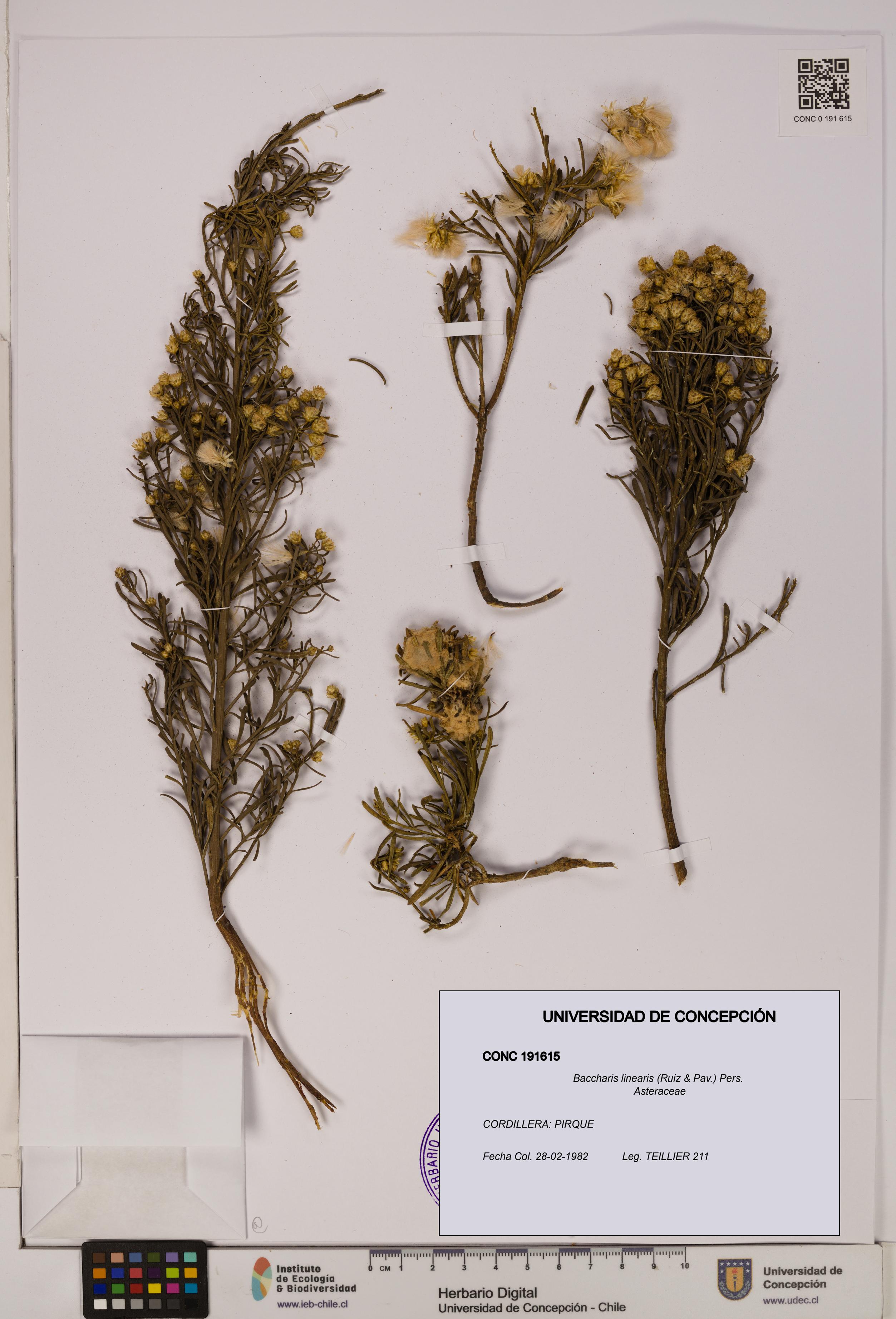 Baccharis linearis [Espécimen: UDEC:CONC:0191615]