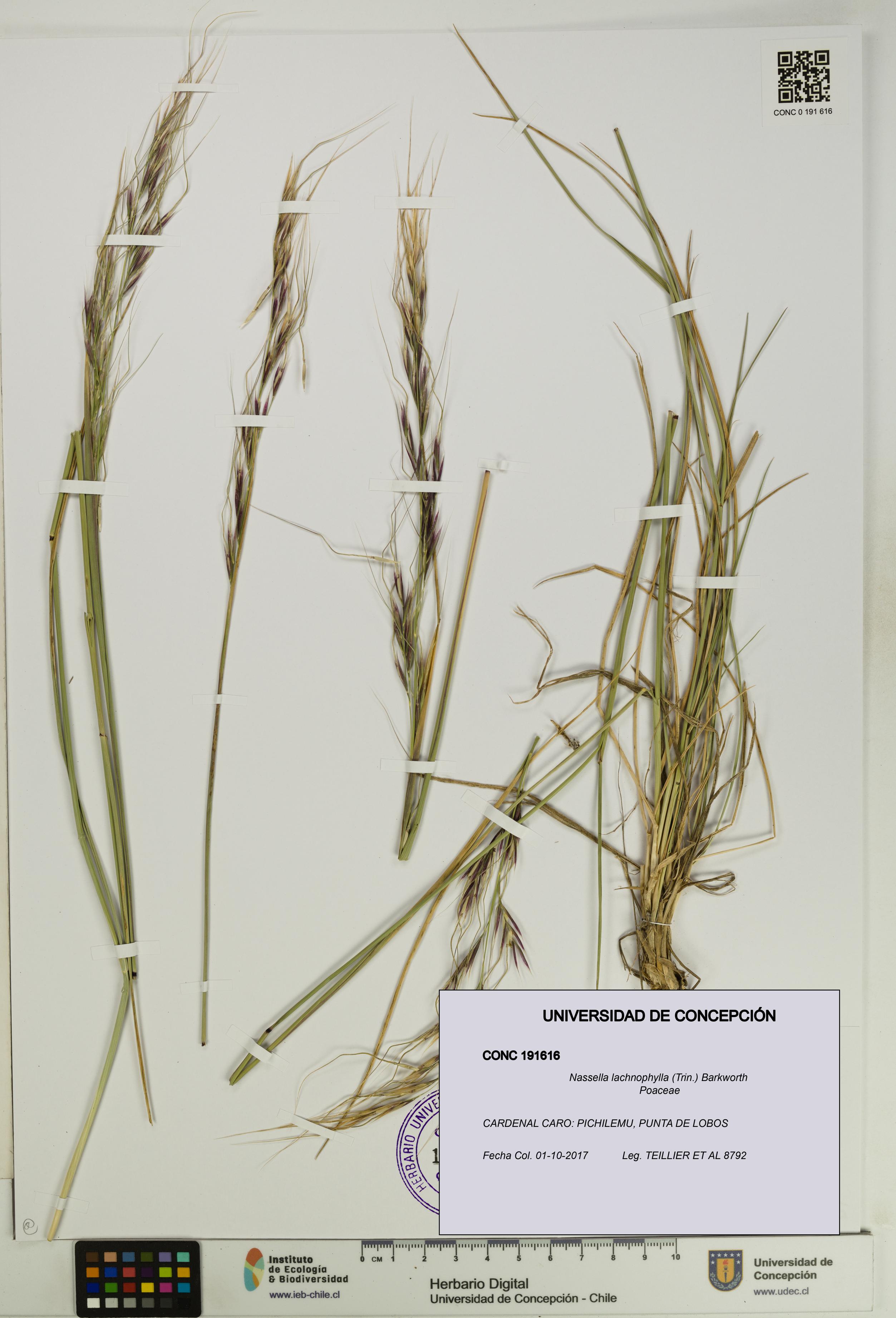 Nassella lachnophylla [Espécimen: UDEC:CONC:0191616]