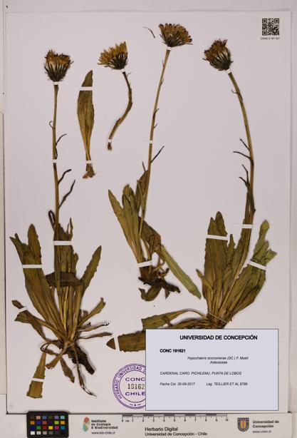 Hypochaeris scorzonerae [Espécimen: UDEC:CONC:0191621]