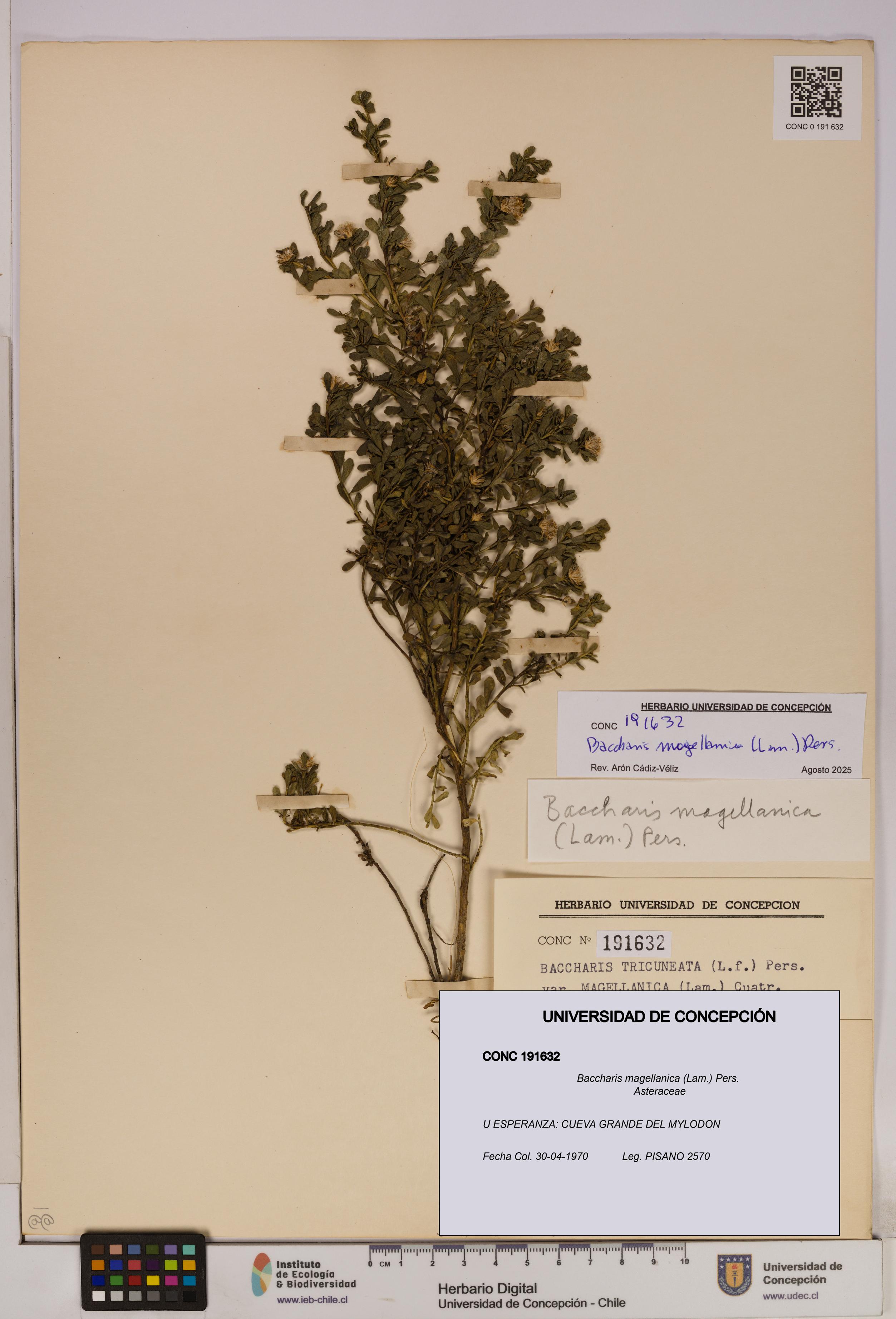 Baccharis magellanica [Espécimen: UDEC:CONC:0191632]